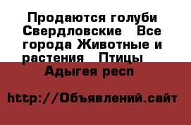 Продаются голуби Свердловские - Все города Животные и растения » Птицы   . Адыгея респ.